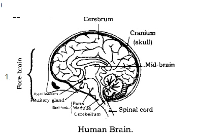 Draw a diagram of a vertical section of the human brain and label the  following partsa Cerebrumb Cerebellum